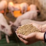 Peletización de dietas para cerdos