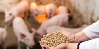 Peletización de dietas para cerdos