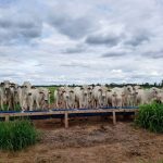 Suplemento en proteínas en la época de lluvia ¿Gasto o Inversión?