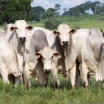 Bovinos: Buenas prácticas ganaderas y bienestar animal