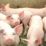 Tercera Parte: ¿Cómo prevenir la caudofagia en cerdos? Conozca las recomendaciones técnicas de Cedrovet