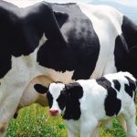 Depresión de grasa en la leche