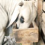 Conceptos e importancia de los suplementos disponibles en el mercado ganadero