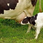 La importancia del Calostro