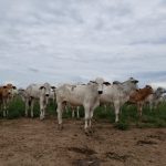 Conceptos de la terminación intensiva a pasto