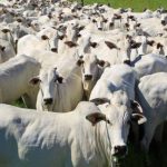 La importancia de la gestión: recursos humanos y manejo de información en una propiedad bovina