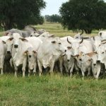 Importancia de la calidad del agua en los bovinos