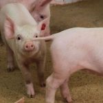 Segunda Parte: Consecuencias de la caudofagia en cerdos