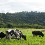 Estrés térmico en el ganado lechero Estrés térmico