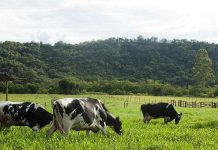 Estrés térmico en el ganado lechero Estrés térmico
