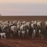 Gestión Enfoco – Cría: ¿Qué y por qué medir? Cria Bovinos