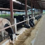 Ensilaje de maíz insuficiente: ¿Cómo superar este desafío en haciendas de leche? Ensilaje de maíz