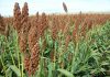 El sorgo y sus ventajas agronómicas Sorgo