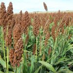 El sorgo y sus ventajas agronómicas Sorgo