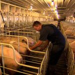 Inseminación artificial porcina: Reproducción eficiente. Inseminación porcina