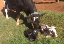 Importancia del período de transición Periodo de transición