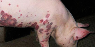 ¿Cuáles son las enfermedades más comunes en cerdos?