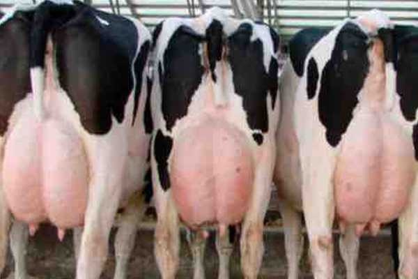 Corte de cola en vacas de lechería