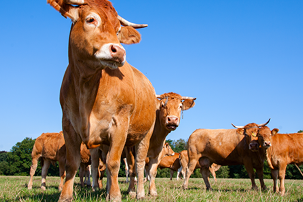 La importancia de la alimentación en el ganado vacuno