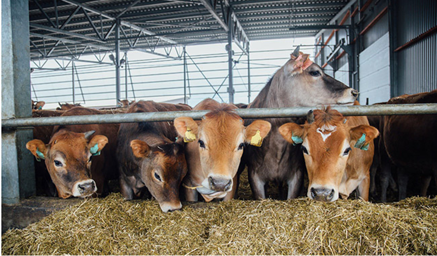 La importancia de la alimentación en el ganado vacuno - Blog Cedrovet