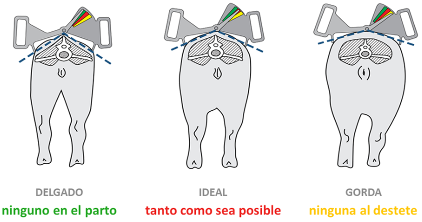 Medición de la condición corporal de las cerdas