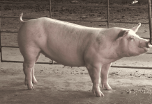 Puntos importantes para la selección de chanchillas