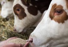 Nutrición estratégica en terneros lactantes: El rol fundamental de los concentrados