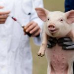 Lo que debemos saber sobre el uso de antibióticos en nuestras granjas