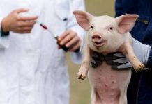 Lo que debemos saber sobre el uso de antibióticos en nuestras granjas