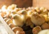 Manejo de incubación: Estrategias para garantizar la calidad del pollito