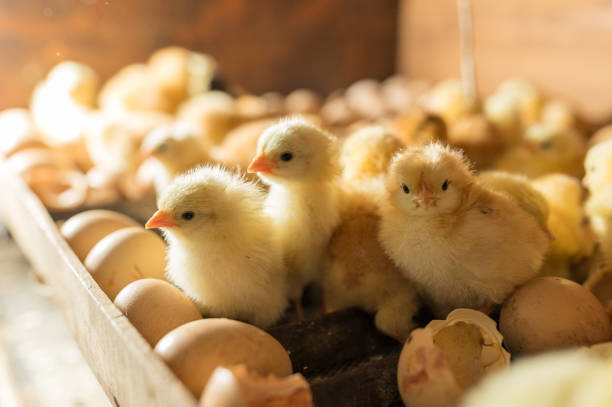 Hatching eggs in incubator. Group of small cute newborn chicks