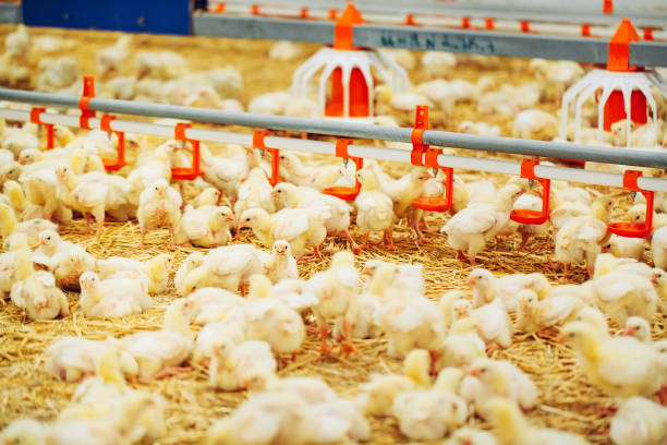 Indoors chicken farm, chicken feeding