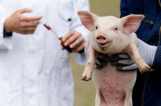 Cute piglet in workers hands, veterinarian with injection in background
