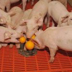 Intervención conductual en lechones destetados: Estrategias para mejorar el bienestar y la productividad