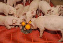 Intervención conductual en lechones destetados: Estrategias para mejorar el bienestar y la productividad