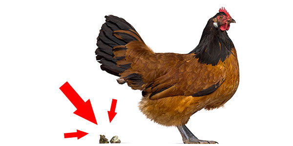 excrementos-de-gallinas