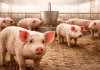 Prolapso rectal en cerdos durante la fase de acabado