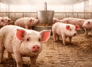 Prolapso rectal en cerdos durante la fase de acabado