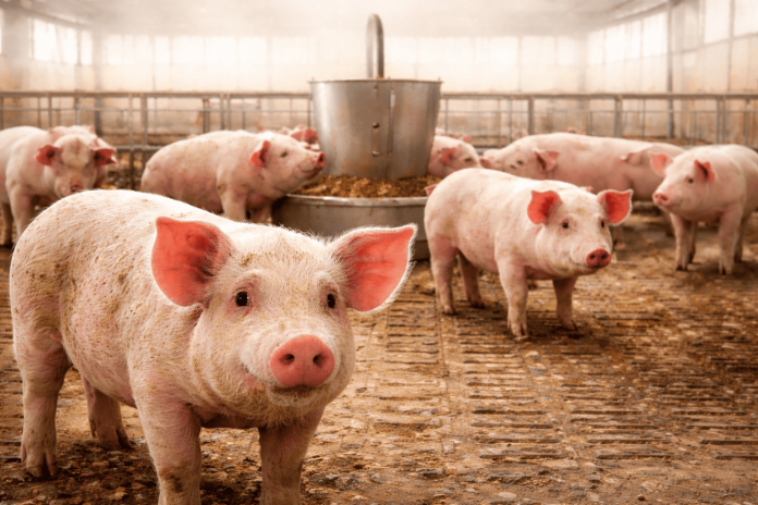 ChatGPT Image Mar 3, 2026, 05_22_09 PM (1)