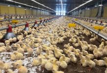 El Impacto del alimento peletizado en el arranque avícola