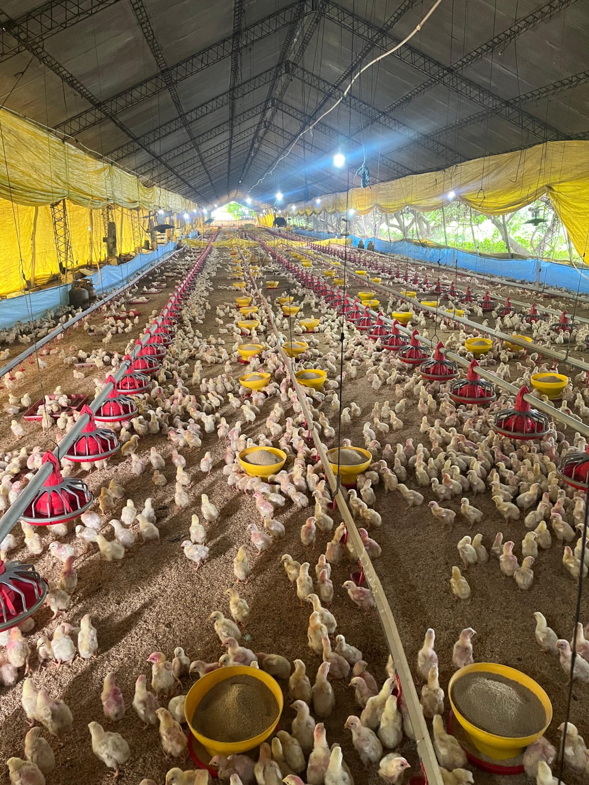 Balanceado F1 Parrillero - Inicial: El pilar de una producción eficiente 