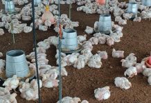 Maximización del Rendimiento Avícola: La Eficiencia del Balanceado Parrillero F2 Peletizado