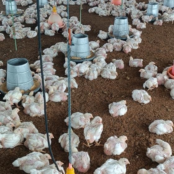 Maximización del Rendimiento Avícola: La Eficiencia del Balanceado Parrillero F2 Peletizado 