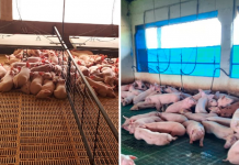 Análisis mediante la observación en granja: Estrategia para minimizar eventualidades y potenciar la productividad porcina.