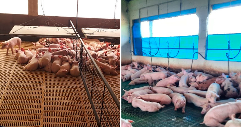 Análisis mediante la observación en granja: Estrategia para minimizar eventualidades y potenciar la productividad porcina.