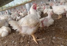 Balanceado Parrillero F3: Calidad de Carcasa y Acabado de Primera para el Cierre del Lote Avícola