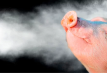 La Gripe: Un Desafío Compartido entre Humanos y Animales