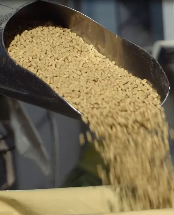 Empleado poniendo pienso para ganado