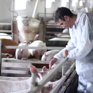 Veterinario cuidando cerdos